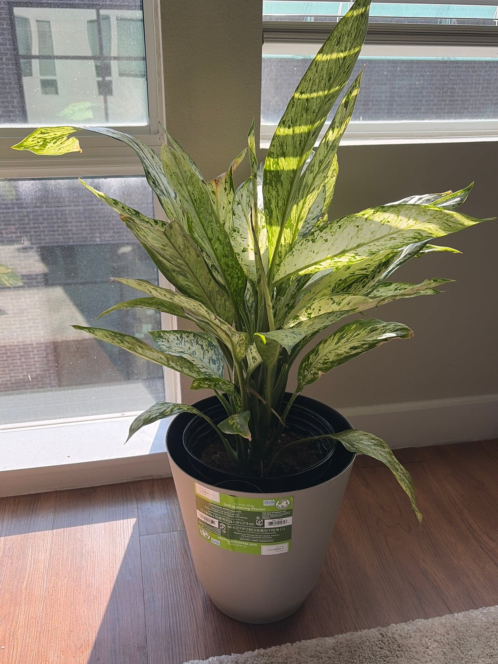 chinese evergreen
