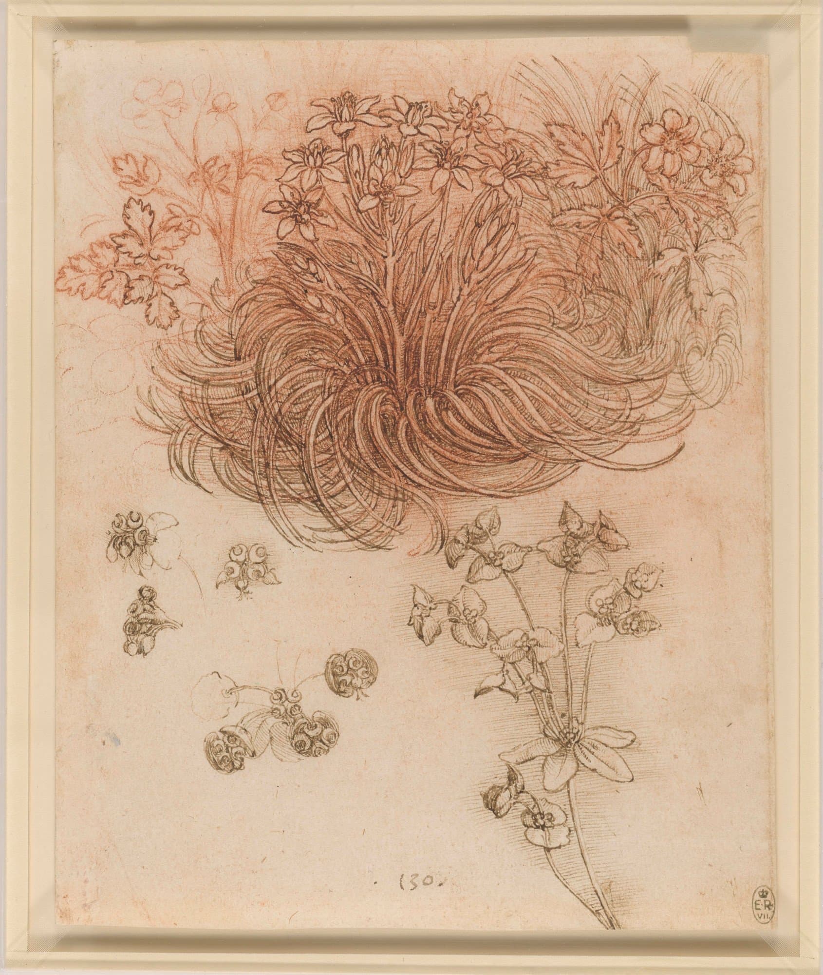 Leonardo Da Vinci, A star-of-Bethlehem and other plants c.1506-12, Red chalk, pen and ink | 19.8 x 16.0 cm (sheet of paper) | RCIN 912424