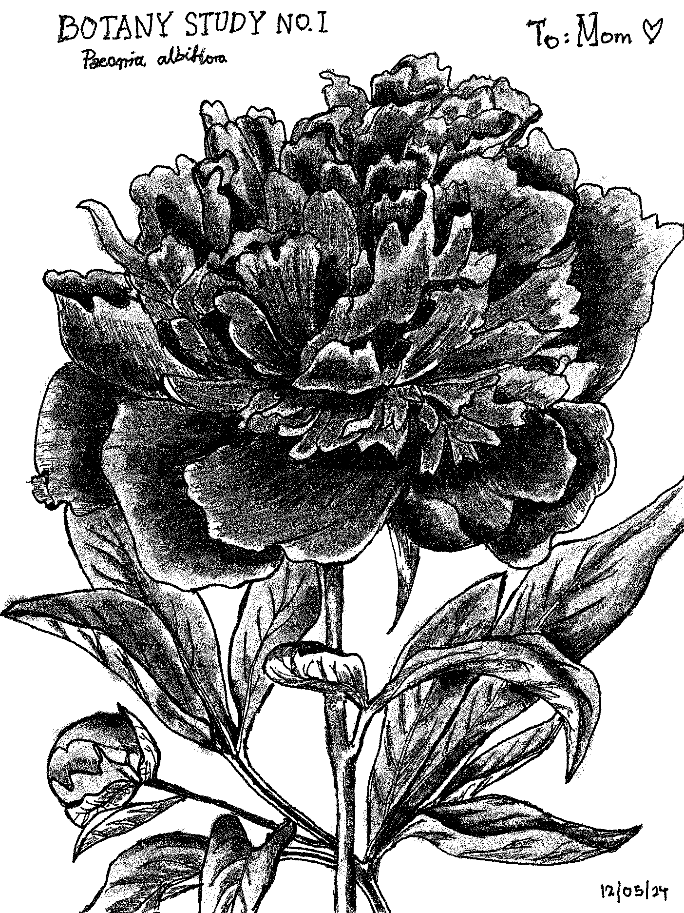 peony.png