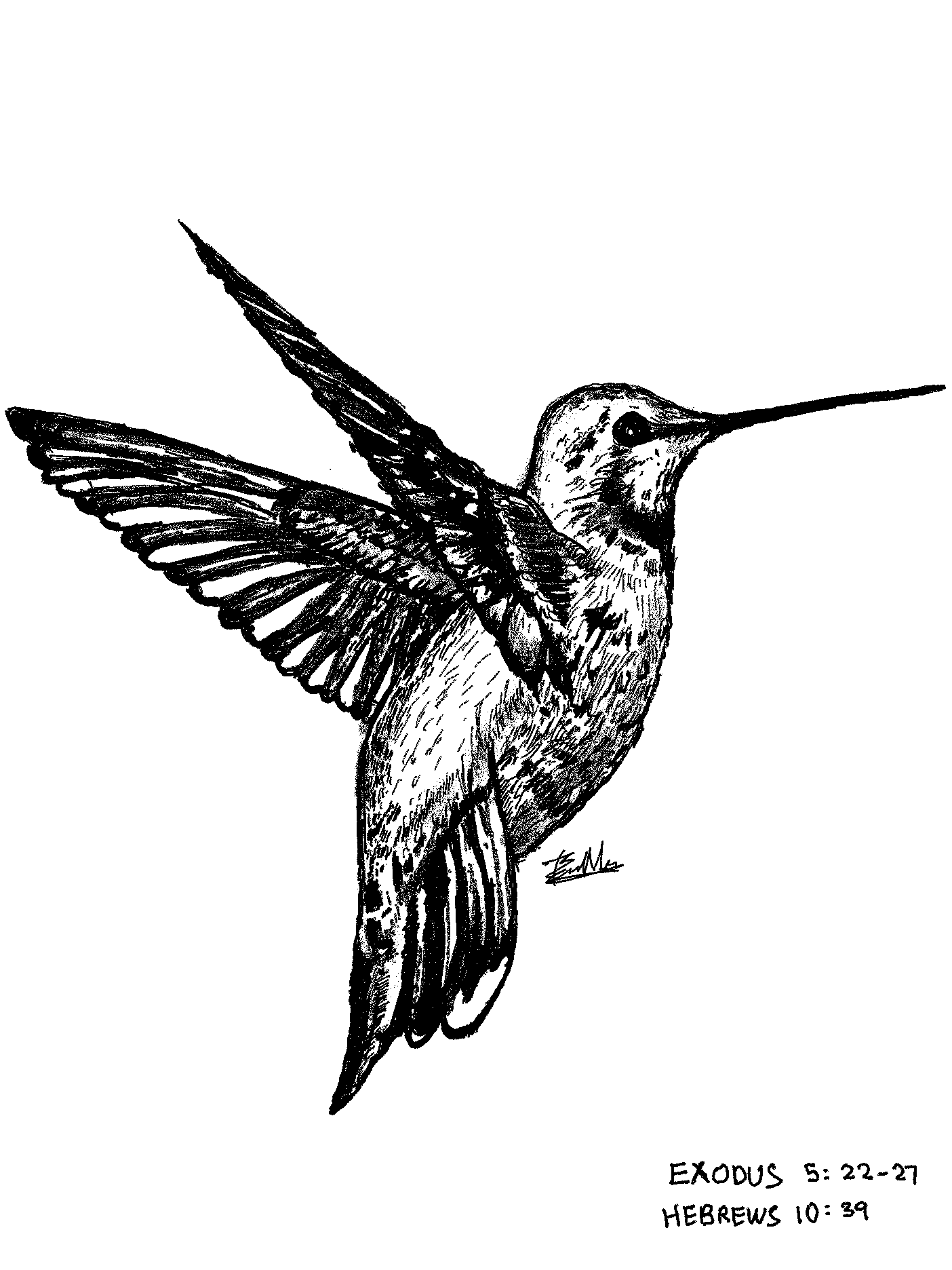 /images/hummingbird.png
